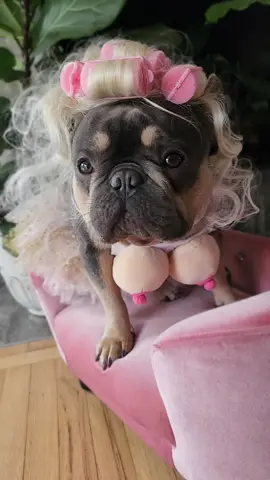 #DogTraining#frenchbulldog#Halloween#dogsofttiktok#dogcostume#wigs#doginwig#dogcostume#Halloween#fyp#
