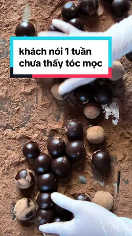 Trả lời @mthw Ai mà nói với bạn uống một tuần tóc mọc thì mới nên xem lại đấy ạ !#thuanthien #thuanthienshophaichiem #thiennnhien #hathuo 