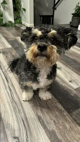 #CapCut Toro as a Disney cartoon 🥰🥰  #shihtzu#fyp#fy#dogsoftiktokviral 