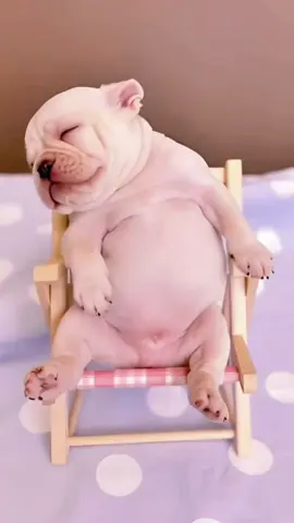 #french #animals #dog #ai #pet #frenchies #pets #PetsOfTikTok #frenchiebaby #cute #cutepet #cutebaby #pup #frenchbulldog #puppy #puppy #frenchies #puppies #puppytiktok #frenchiepuppies #dog #doggo #frenchiepuppy #doglove #fun #funnyvideo #dogsoftiktok #fyp 