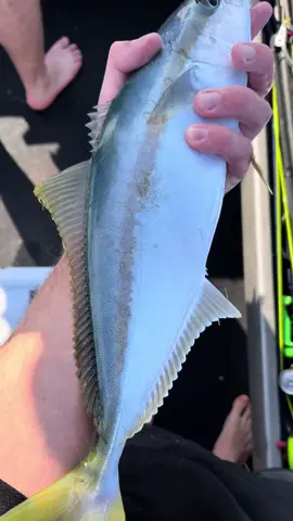 Bloah hunting down some big mommas