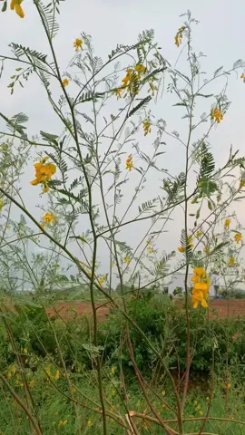 Ở quê hơi buồn…nhưng bình yên…#xuhuong #canhdepmientay #canhdepthiennhien #mientayquetoi #quehuong #mientay #ngocquyen.002 #xh #xuhuongtiktok 