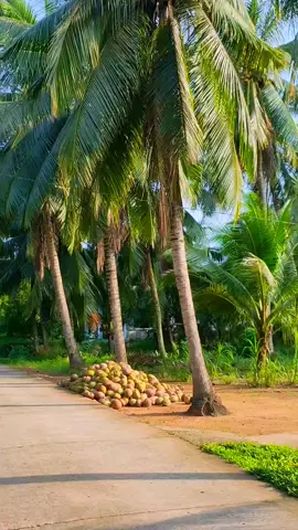 Quê hương xứ dừa của em đó đầy thơ mộng...#mientayquetoi #tuoithotoi #me #bentre71🌴🥥 #canhdep #nhachaymoingay #nhacnaychillphet #mientay #chill #quehuong #dua #beauty #song 