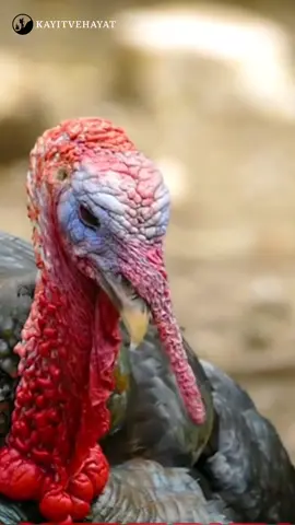 Komik Hayvan Sesleri Çocuk Dublaj 🤣♥️🍬🥰 | Funny Animal Sounds Kids Dubbing 🤣♥️🍬🥰 #komiksesler #funnyvideos #funnyanimals #naturallife #funnysounds #doğalyaşam #cuteanimals #hayvansevgisi #viraltiktok #chicken #kedi #Köpek #Buzağı #kuzu #Keçi #sheep #cat #dog #eşek 