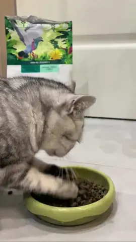 #cats #catlover #meow #kitten #meow #cutecat #petmom #kitty #catmomlife 