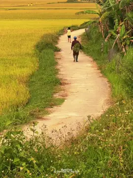 Ngày còn nhỏ luôn ngồi sau yên xe của bố mẹ để đến lớp, có biết phía trước gió lớn, bụi to cỡ nào. Sau này tự mình rong ruổi trên biết bao con đường, tay cầm tay lái có khi lạnh đến tê tái, mới chợt thảng thốt, nơi yên bình nhất, chính là ngồi sau xe mẹ đung đưa chân khe khẽ, đút tay trong túi áo mẹ rồi áp mặt lên tấm lưng cao lớn ấm áp.