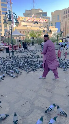 مدینے کے کبوتر🕊️ #مدینہ_منورہ #madnia #مدینہ_پاک_مسجد_نبوی_شریف_ #عمرہ_کی_سعادت #foryou #viral #foryoupage 
