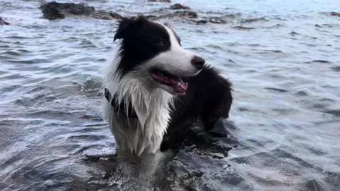 #dog #redwhitebordercollie #fyp #bordercollie #lol #beach #beachday 