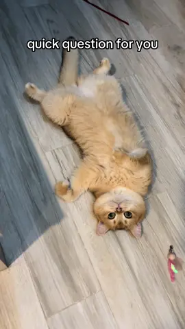 #britishshorthair #catsoftiktok #cutecat #cutecats #kittycat #cats #pets #funnycat #catlover #cat #pet 