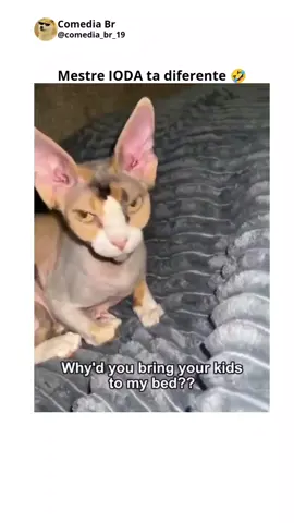 gatos engraçados #gatos #catsoftiktok #gatosengraçados #animaisengraçados #pets #comedia #meme #viral 