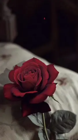#مسسسسسسسسسسسساء_الورداااات🌹✨🌹  