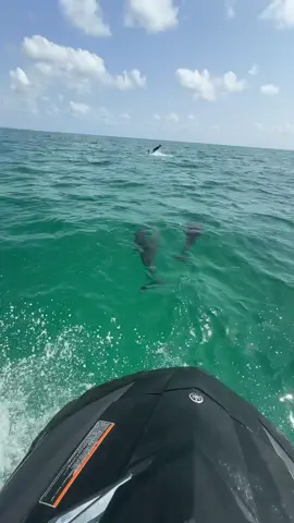 #zarzis🇹🇳💞🏝🌴👑🔥📷🐠🇫🇷🦋🔥🍁 #parisfrance🥰♥️🇫🇷 #tunisie🇹🇳 #fyp #foryou #pourtoi #3akara🧿❤️ #dophin #