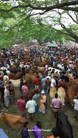কুমিল্লা সবচেয়ে বড় জমজমাট গরুর হাট কুমিল্লা বরুড়া ফকিরাবাজার | কুমিল্লা বড় গরু বাজার  #cow #new #গরুবাজার #কুমিল্লাফকিরাবাজার #tranding #travel #badhonthetraveler #dailypost #newvdieos #foryou 