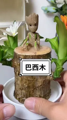 Thiết mộc lan trang trí để bàn #caycanhmini #caycanh #caycanhphongthuy #cayphattai #thietmoclan 