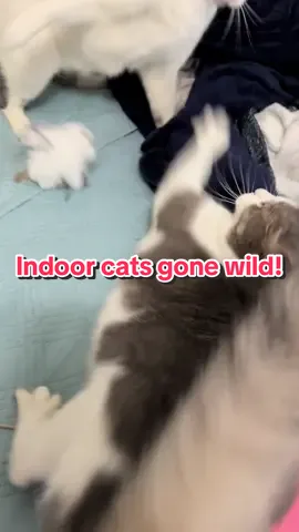 Sales are always happening so click the orange cart for today’s price! #potaroma #petlover #fyp 