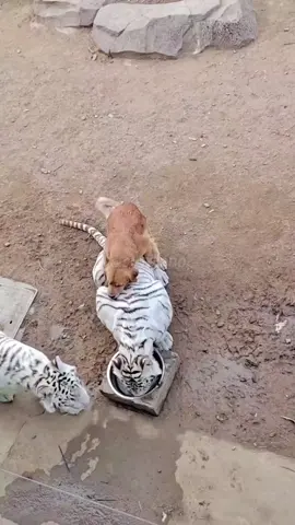 🐯🐯🐯❓❓❓ #tigercub  #tiger #kitten #foryou #fpy #cute #kitty #zoo #adorable