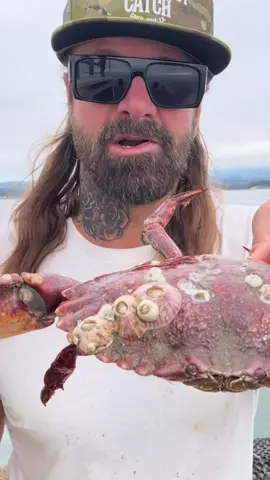 Barnacle Chronicles Continue #crab #barnaclechronicles #seafood #crabbing #crabs 