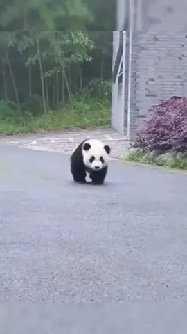 #panda #pandas #animal #walking #funnyvideo #silly