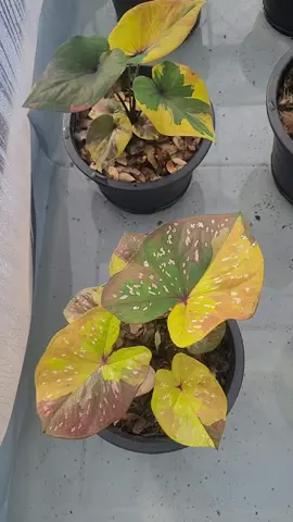 #บอนสีราชินีไม้ใบ 