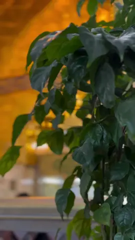 لليلة جمعة واشواك الكَلب 🌿🤍