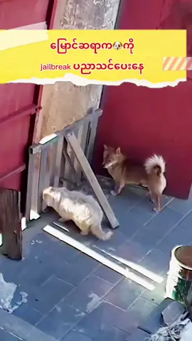 အာ့လိုဆရာေတၾကံဳဖူးလား😂 #တ႐ုတ္စာေလ့လာၾကေအာင္ #တ႐ုတ္စကားေျပာသင္တန္း # #chineselanguage #learningchinesewithgaoshang #gaoshangchineselearninghub