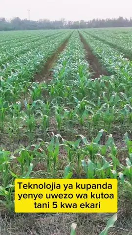 Teknolojia ya kupanda yenye uwezo wa kutoa tani 5 kwa ekari Tu eneo ambapo mahindi iko inahitaji kumwagilia，Hifadhi maji na mbolea Aidha, kupanda mara mbili kupanda katika safu pana na nyembamba Kuzalisha tani 5 za mahindi kwa ekari moja sio ndoto Planting technology capable of producing 5 tons per acre  Only the area where the corn is located needs watering，Save water and fertilizer  In addition, double planting in wide and narrow rows  Producing 5 tons of corn per acre is not a dream #corn #farming #farmlife #agricultura #kilimo #farmer #kenyantiktok 