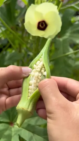 Jenis sayuran yang memiliki segudang manfaat  #sayur #okra #fyp