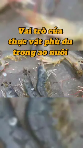 Vai trò quan trọng của thực vật phù du trong ao nuôi #nuoitom #nuoitomcongnghecao #nuoitomtrenaolotbat #nuoitomthe #thuysan #tomthechantrang #tom #phudu #nguyenlieuthuysan #nuoitomthanhcong #xuhuong2024