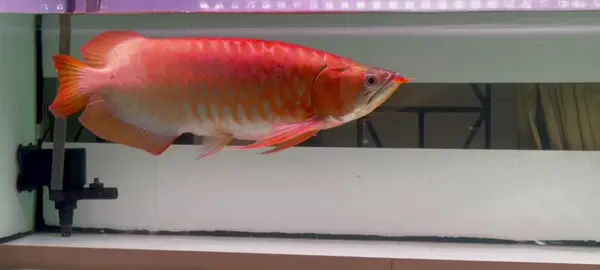 Super red arowana size 57cm  warna merah tebal  body lebar  good anatomy  betina siap nelor nih yang mau taroh kolam monggoo  sertifikat chip lengkap pasti nya    🤩😍🤩😍🤩😍 GRAB IT FAST! Hrg sangat asik bersahabat pokoknya Bisa kirim-kirim, siap rekber. PCB juga bisa dong. Aquaticxo Arowana 📍 Kebon Jeruk, Jakarta Barat Whats app : 085156439185 (Darrell)  FB                : Aquaticxo Arowana Instagram   : @aquaticxo.arowana TikTok         : @aquaticxoarowana  *All daily updates on WA & FB story #arwanamurah #arwanatangerang  #arwana #arowanasuperred #arowanafish #arowana #superredarowana #arowanasuperred #arwanasuperred #arowana #fish #jualarwana #jualarwanamurah #jualikanhias #jualikanpredator #ikanpredator #ikanpredatorindonesia #jualbeliikanpredator #arwanasuperred #superredarowana #arwanamurah #arwanamerah #kalimantan #putussibau #pontianak #indonesianfish #uniquefish #jualbeliarwana #arwanatangerang #arwanajakarta #jualarwanasuperred #jualarwanajakarta #sale #jualbeli #itiawlung #unique #fyp 