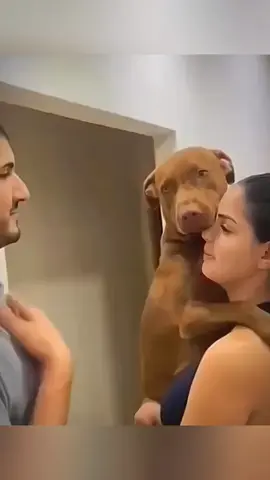 funny animals #pet #cat #dog #cute #animals #foryou #typ