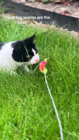 Your cat will go *crazy* for these toy worms! 🐛🐾 Perfect for keeping them entertained for hours! 😻 Shop now via the  link in bio 🔗 #CatToys #HappyCats #catsplaying #cats #cutecat #pets #toys #funcats 