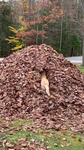 It is time 🍁🍂 #stellasleafpiles #dontstopbeleafin #fallhascome #pawtumn #dognamedstella #dogsoftiktok #dogtok #labrador #dogsofmaine 