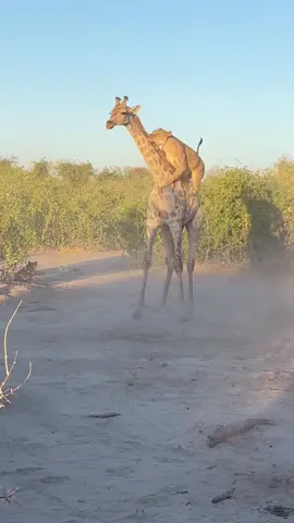 Lion collapses tired giraffe!