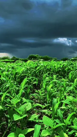 #dishotiktok🇸🇴🇸🇴❤100ki #muqdishotiktok🇸🇴🇸🇴❤qdishotiktok🇸🇴🇸🇴❤maalintii #dhulbarakeysan❤🥰🥰🥰 #muqdishotiktok🇸🇴🇸🇴❤qdishotiktok🇸🇴 @Bazhka cade🇸🇴 @Kiing Sharfane @m.r daacad 