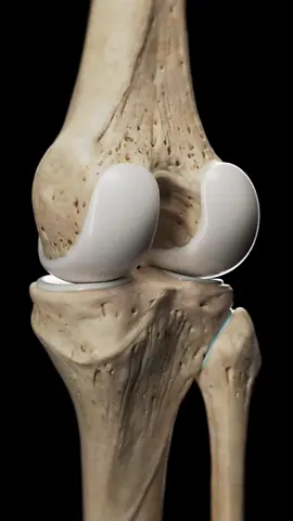 🦵 What Is Knee Arthrosis? 🦵 It’s the breakdown of cartilage in the knee joint, causing pain and stiffness. Learn how it impacts joint health and mobility. #KneeArthrosis #Osteoarthritis #JointHealth #SciePro #EduTikTok #Science #medical #medstudent #study #meded #education #health #pt #physio #medart #vray #3d #animation #ortho