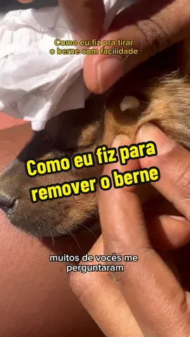 Matando a curiosudade de vocês em relação a remoção do berne 🥹