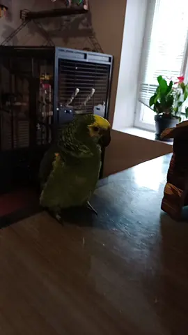 adora video  #viral #reelstiktok #tiktokpets #funny #reels #funnypets #perroquet #cute #fy #fyp 