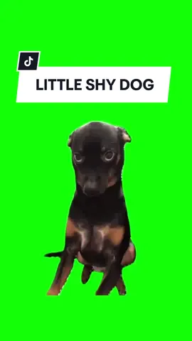 #CapCut LITTLE SHY DOG. #greenscreen #greenscreenvideo #greenscreenoverlays #fyp #fypシ #fypage #fypppppppppppppppppppppppppppppppppppppppppppppppppppppppppppppppppppppp #fyppage #fypシ❤️💞❤️ #meme #memes #memestagram #freefirememe #memepage #viral #viralvideos #viralreels #viralvideo #viralpost #meme2024 #trend #trendy #trending #trendingreels #trendtiktok #trendingtiktok #trendy #viralmeme 