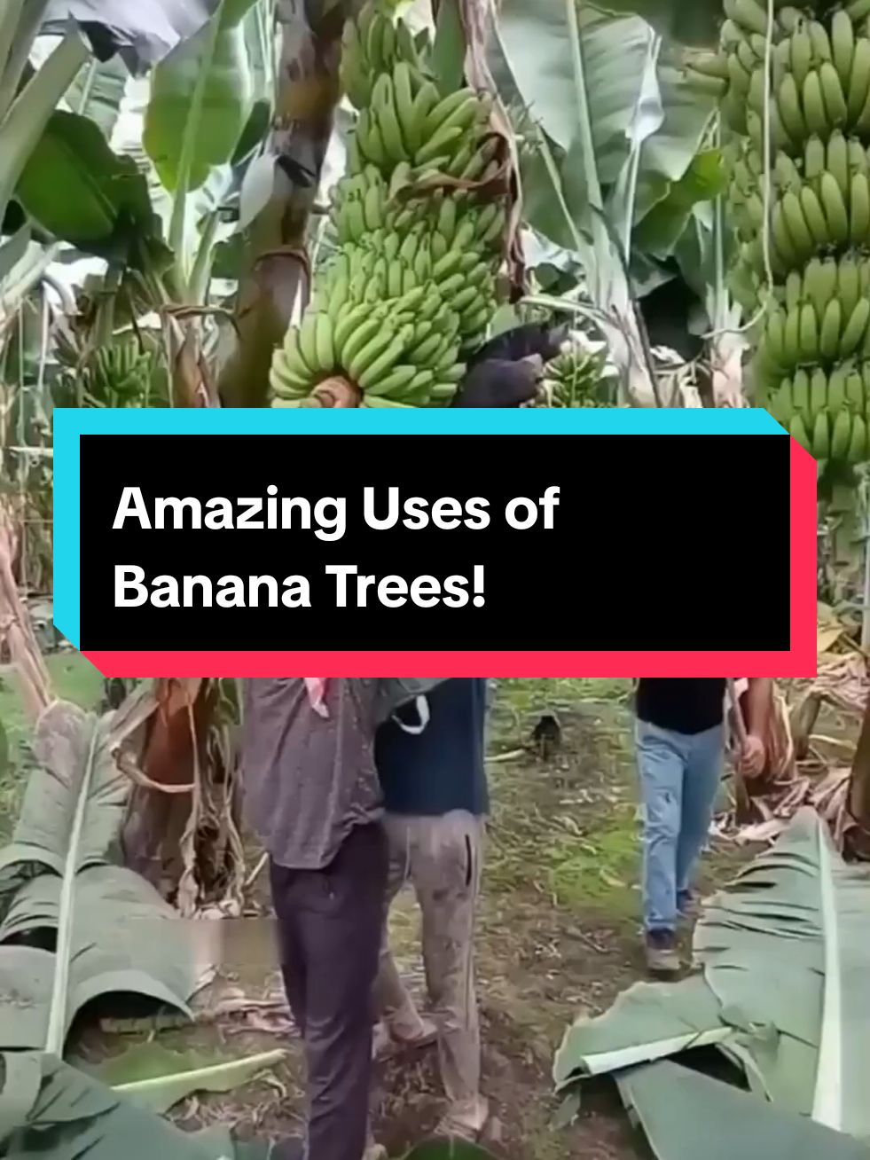 Amazing Uses of Banana Trees! 🍌♻️
