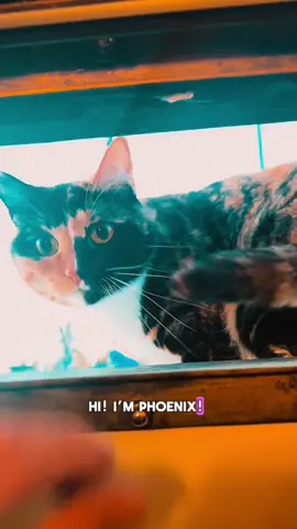 Hi Phoenix here! Thanks for watching! Give me a follow before my dad finds out I have his phone! 💖✨ . . . . . . . . . . . . . . . #sailing #sailinglife #fyp #catsoftiktok #boatcat  