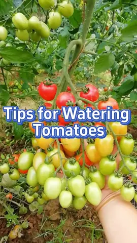 #garden #gardening #gardeningtips #planting #farming #tomato #watering #agriculture 