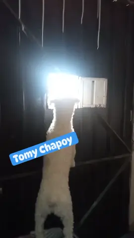 #perritos Tomy Chapoy 😂😂🤣