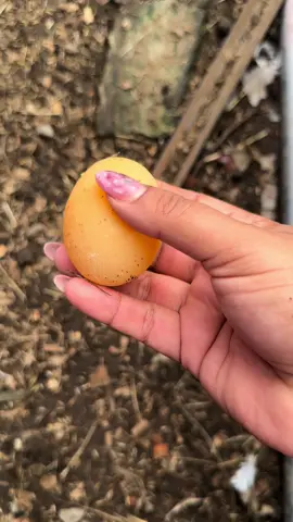 Te has preguntado por qué algunas gallinas ponen huevos sin cáscara o con cáscaras blandas? 🥚🐔 Esto suele pasar por varias razones. La falta de calcio es una de las más comunes, ya que este mineral es esencial para una cáscara fuerte. También puede ser causado por el estrés o cambios en su entorno. En mi caso, tengo gallinas nuevas que acaban de empezar a poner huevos y aún están aprendiendo dónde están los nidos y cómo controlar esta nueva etapa en su vida. Las gallinas jóvenes, al comenzar su postura, a veces ponen huevos imperfectos mientras su cuerpo se ajusta a la nueva rutina. ¡Paciencia y una buena alimentación son clave! #Gallinas #HuevosSinCáscara #GallinasJóvenes #NuevaPostura #CuidadoDeGallinas #fyp #panama🇵🇦 