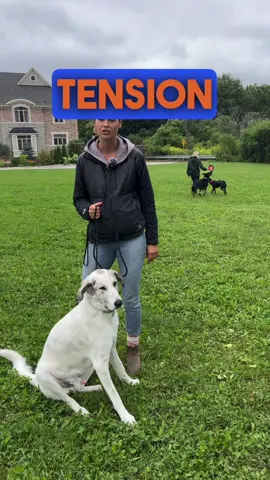 Keeping tension on your dogs leash does nothing but create stress and frustration in your dog. When your dog becomes used to this pressure all the time, they begin to lean on the leash as a default. Just give a little pop on the collar when they lean against it rather then pulling back, this will remind them to stay with slack. When you can finally hang out without holding constant leash pressure, your dog will become much more calm and aware of you. Let the leash act as a communication tool rather than a restraining device. Your dog will thank you later!  • • • • • • • • • • • • • • • • • • #dogsoftiktok #dogs #doglover #dogoftheday #dogconditioning #balanceddog #doglife #dogtrainers #dogtrainer #DogTraining #behaviormodification #dogtrainertips #dogtrainingtips #balanceddogtraining #dogtrainersoftiktok #trainingdogs #trainingday #balanceddogs #trainingdays #dogsocialization #leashpressure #leashtraining #leash 