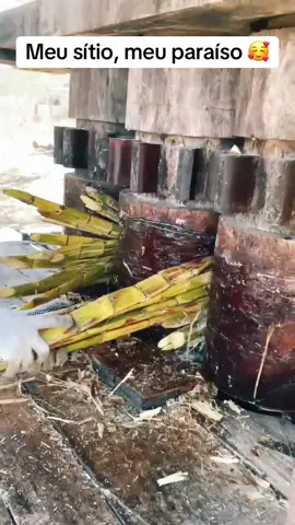 #tempo #sitio #roça #fazenda #interior #vidanocampo #coisaantiga #antigamente #vidasimplesbr #rapadura #cana #viralvideos #viraltiktok 