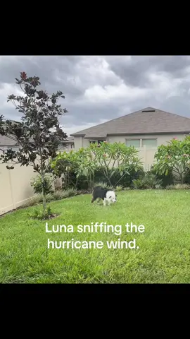 Hurricane Helene #hurricanehelene #florida #hurricaneseason #lifeinflorida 