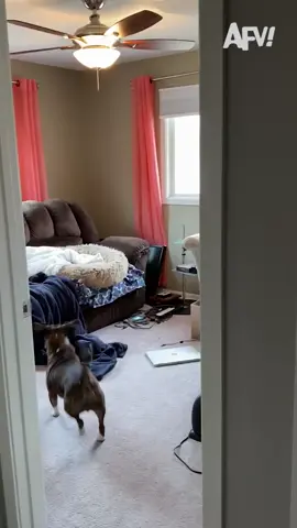 Object permanence going crazy 😂 #afv #funnyvideos #dogs