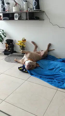 #pitbull #paratii #dogs #loveyou #funnyvideos #sleep #lovedogs #gloton #dormilon 