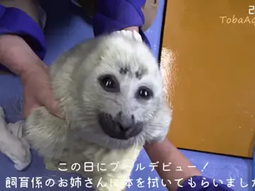 Niko! #xzbcya #тюлень #seal #dailyseal #awesome #fypp 