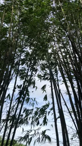 I find watching these bamboos swaying with the wind relaxing, it’s like they’re dancing #wind #bamboo #swaying #dancing #relaxingvideos #calming #soothing #redlands #florida 
